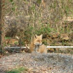 Foxes in our Back Yard