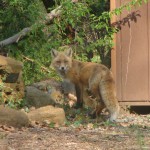 Foxes in our Back Yard