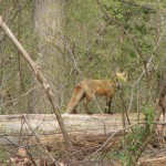 Foxes in our Back Yard