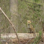 Foxes in our Back Yard