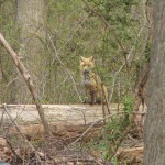 Foxes in our Back Yard