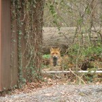 Foxes in our Back Yard